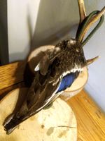 Handmade Gundog Training Duck Wings Dummy 190-210g