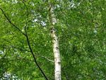 10 Silver Birch 5-6ft Stunning  Mature Specimen Trees, Betula Pendula