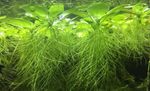 30 Water lettuce Pistia Stratiotes Floating Live Tropical Plants/Nitrate Remover