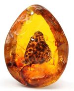 Amber (Polybern) Variety with Inclusion Butterfly 140 Million BC