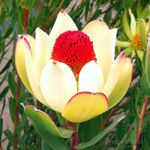 Leucadendron  GOLDEN TULIP protea rare,unusual CUT FLOWER  plant in a 9cms pot