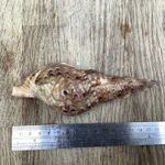 Triton’s Trumpet Sea Shell Charonia 16cm Large Vintage Coastal Decor