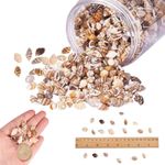 Natural Sea Shells Conch Beach Decor   Fish Tank Seashells Conch Embellishment