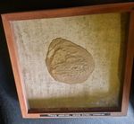 Fossilised Herring, Green River Wyoming Glazed and Framed 7x3cm Frame 22x22cm