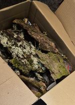 Bioactive Starter Bundle 🌿 Leaf Litter, Rot Wood, Bark & Lichen Sticks