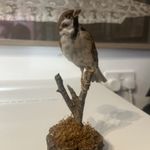 Vintage taxidermy tree sparrow (Passer montanus)