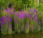 Lythrum salicaria (Purple loosestrife) - Marginal Pond Plants - MBP077