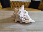 Vintage Queen Conch Sea Shell 7-8 Inch - Large Pink Beach Decor
