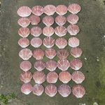 40 Sea Worn Medium Sized Scallop Shells 