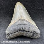 Authentic carcharodon megalodon fossil shark tooth - miocene era | florida, usa