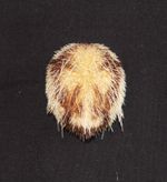 Ubcxommon Pacific Sea Urchin (with spines)