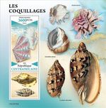 SEASHELLS Sea Shells Marine Life MNH 1v-Stamp Sheet #12 (2022 Central Africa)
