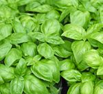 Herb Basil - Classic Italian - 500 Seeds - Finest Seeds