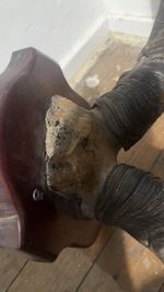 Greater Kudu Horns Antique Vintage Collectible