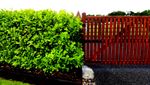 15 Cherry Laurel Fast Growing Evergreen Hedging Plants 40-50cm Tall Potted