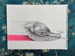 Original Pencil Drawing Snail – Contemporary – Hand Drawn Illustration