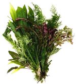 Live Aquarium Plants x 50 Collection - Tropical Water Live Aquarium Plants