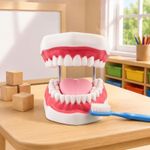Brushing Practice Model Visible Oral Cavity Feature Tooth Brushing Model Coil