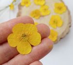 Pressed Flowers, Dried Flowers , Resin Making, Buttercup