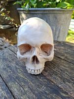 Replica Human Skull, Excellent Casting