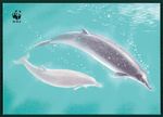 FAROE Islands wwf official. CARD WHALES WHALE WHALES WHALE es79