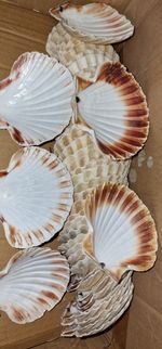 Scallop Shells 11-13cm Large, Washed, 10 in a Pack