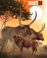 Ankole Watusi Cattle Toy Model Figures by CollectA Bull Cow or Calf NEW