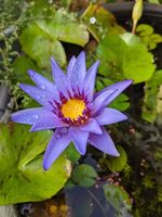 Nymphaea Stellata Bulb Tropical Dwarf Aquarium Lily Stunning Flower, Shrimp Safe