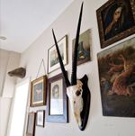 Oryx Gemsbok Antelope Skull & Antlers Taxidermy Interest Interior Decor