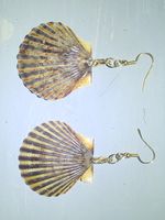 Cape Cod Seashell Earrings
