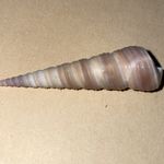 Turritella shell, 2 inches 