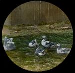 HAND PAINTED Magic Lantern Slide GROUP OF GEESE C1890 PHOTO BIRDS