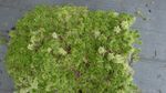 1.5 kg Live Sphagnum Moss For Floristry, Vivariums, Hanging Baskets Etc