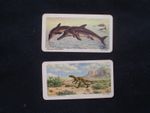 2 x BROOKE BOND (TEA)-(Canada) DINOSAURS 1971