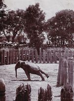 Robert Lenz (1864-1939) - Siamese Thailand Elephant - 1900/10