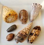Collection Of Shells - Conus, Cone, Cypraea, Cowries, Olive Seashells 