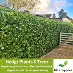 Laurel Evergreen hedge plants up to  4ft tall - just choose the size and number