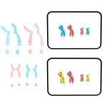 Chromosome Changes Model Teaching Instruments Chromosome Model Educational