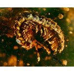 MILLIPEDE in Burmese / Burmite amber fossil / 100% genuine amber 