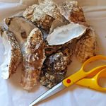 10x Thames London Large Oyster Shells Aquarium Art  Crafting Supplies Colourful