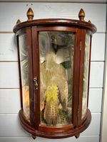 Vintage Green Woodpecker Taxidermy Display Case None Cities
