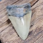 Megalodon Fossil Shark Tooth –  Meg Tooth.