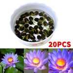 20 Seeds Lotus Mix Flower Seed Hand Picked Aquatic Plants Water Garden Decorate