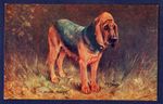 BLOODHOUND - Spratts Dog Postcard Illustrated by F.T. Daws
