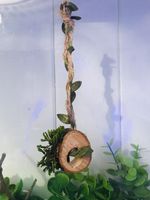 Jumping  Spider/reptile Magnetic Rope Log Swing For Enclosures/ Habits/fairy