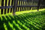 2kg Premium Shade Grass Seed - Ultra shade tolerant, luxury seed - by Lawn UK