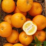 Fresh Seville Marmalade Oranges 'Bitter/Sour Orange' Spanish Unwaxed Citrus