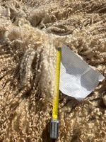Raw Sheep Fleece Curly  Lustre Leicester Longwool Rare 4KG spin felt craft