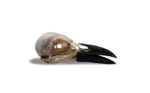 Crow Skull Carrion Crow  (Corvus Corone) UK species Taxidermy Goth Curiosities 