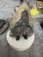 Massive Megalodon Tooth - A Rare, Museum-Quality Specimen